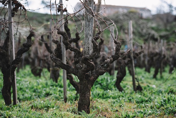 Old vines